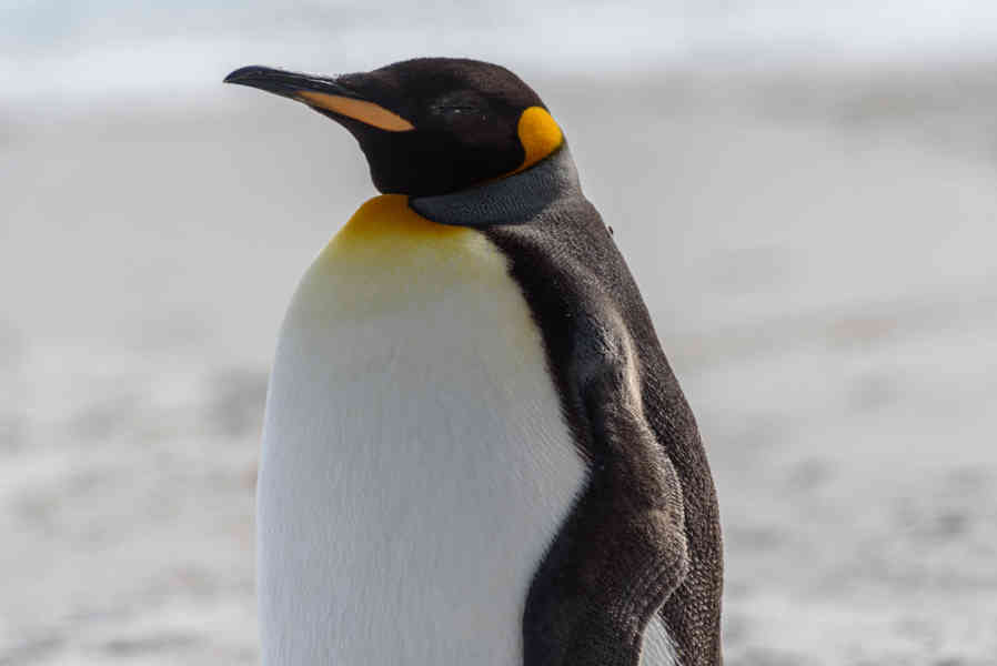 Pingüino Rey - islas Falkland o Malvinas 20.jpg